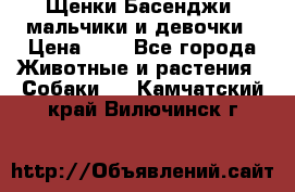 Щенки Басенджи ,мальчики и девочки › Цена ­ 1 - Все города Животные и растения » Собаки   . Камчатский край,Вилючинск г.